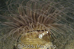 manado Lembeh Strait,nikon d2x 10,5 mm by Puddu Massimo 